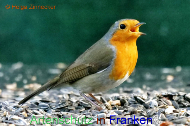 © Artenschutz in Franken® / Helga Zinnecker Bild zum Eintrag (1118300-160)