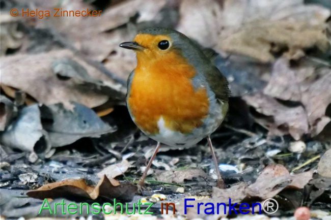 © Artenschutz in Franken® / Helga Zinnecker Bild zum Eintrag (1118301-160)