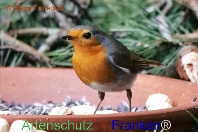 © Artenschutz in Franken® / Helga Zinnecker Bild zum Eintrag (1118302-160)