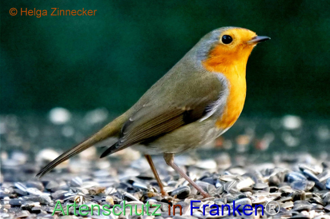 Bild zum Eintrag (1118304-160)