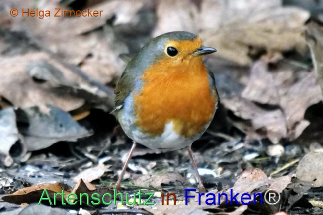 © Artenschutz in Franken® / Helga Zinnecker Bild zum Eintrag (1118308-160)