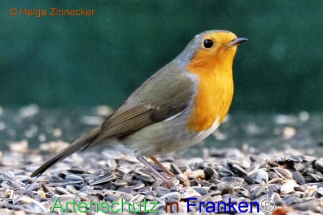© Artenschutz in Franken® / Helga Zinnecker Bild zum Eintrag (1118309-160)