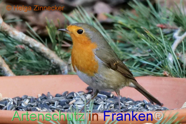 © Artenschutz in Franken® / Helga Zinnecker Bild zum Eintrag (1118310-160)