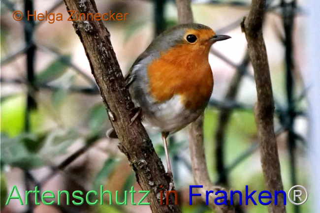 © Artenschutz in Franken® / Helga Zinnecker Bild zum Eintrag (1118312-160)