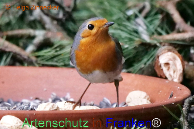 © Artenschutz in Franken® / Helga Zinnecker Bild zum Eintrag (1118313-160)