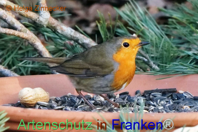 © Artenschutz in Franken® / Helga Zinnecker Bild zum Eintrag (1118314-160)