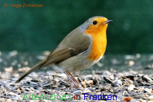 © Artenschutz in Franken® / Helga Zinnecker Bild zum Eintrag (1118316-160)