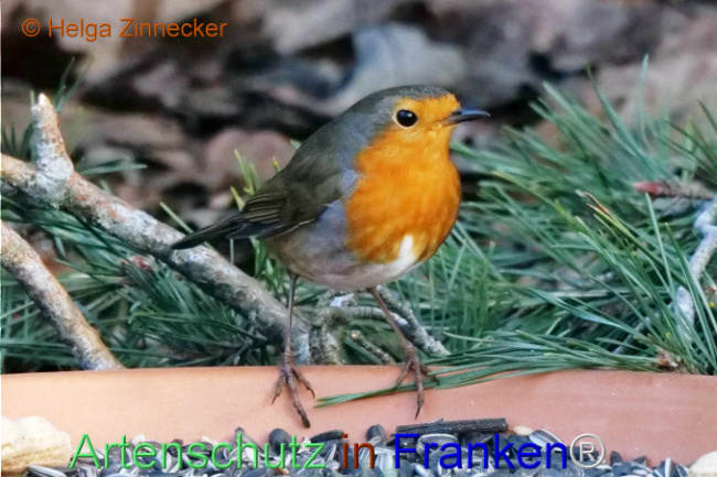 © Artenschutz in Franken® / Helga Zinnecker Bild zum Eintrag (1118317-160)