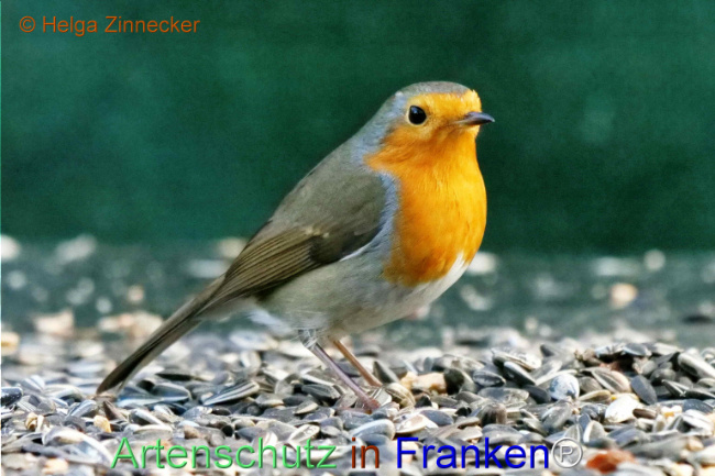 © Artenschutz in Franken® / Helga Zinnecker Bild zum Eintrag (1118318-160)