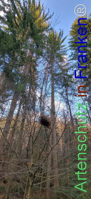 © Artenschutz in Franken® Bild zum Eintrag (1118334-160)