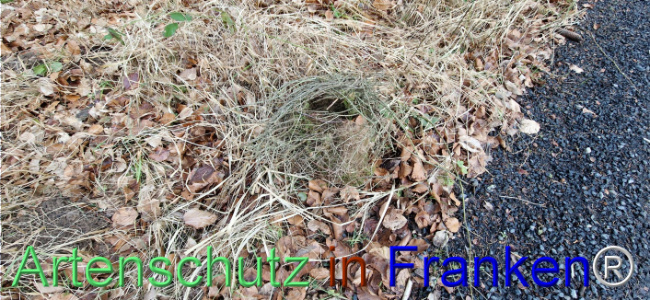 Bild zum Eintrag (1118341-160)