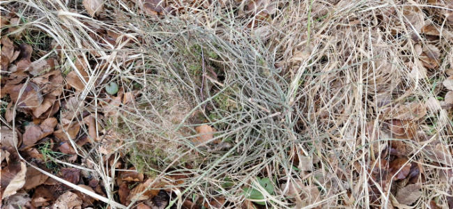 © Artenschutz in Franken® Bild zum Eintrag (1118344-160)