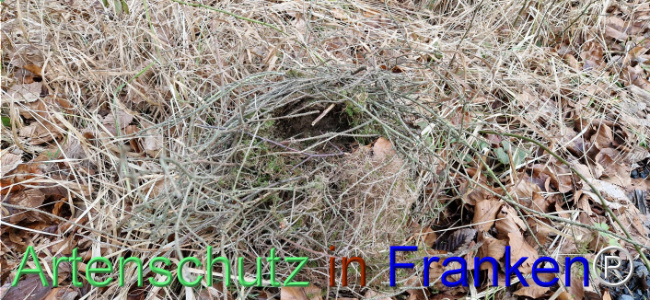 © Artenschutz in Franken® Bild zum Eintrag (1118345-160)