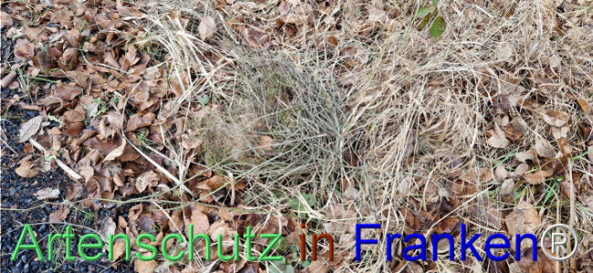 © Artenschutz in Franken® Bild zum Eintrag (1118348-160)