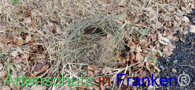 © Artenschutz in Franken® Bild zum Eintrag (1118349-160)