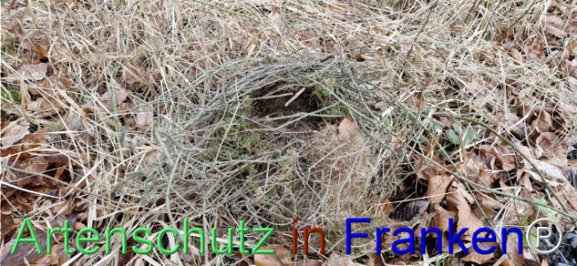 © Artenschutz in Franken® Bild zum Eintrag (1118350-160)