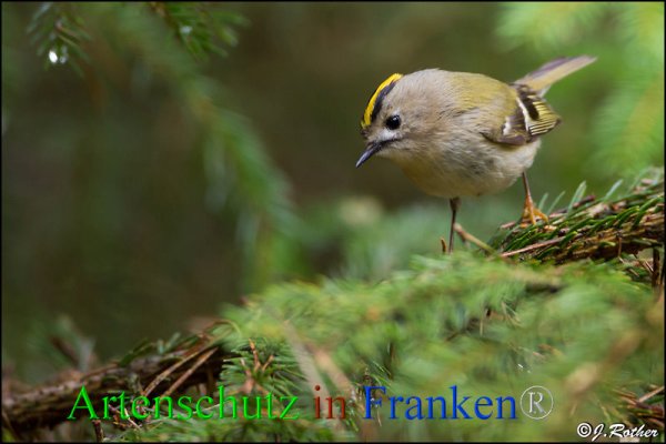 Bild zum Eintrag (1118352-160)