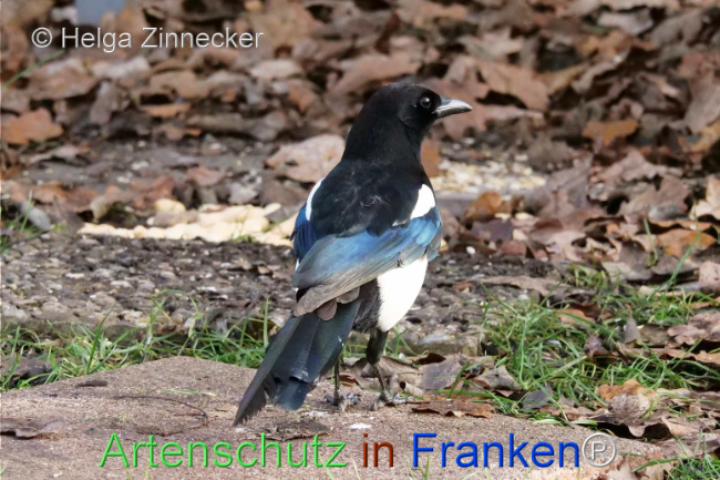 Bild zum Eintrag (1118859-160)