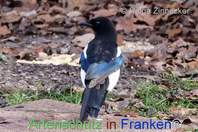 Bild zum Eintrag (1118860-160)