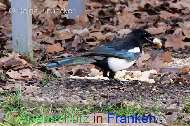 Bild zum Eintrag (1118861-160)