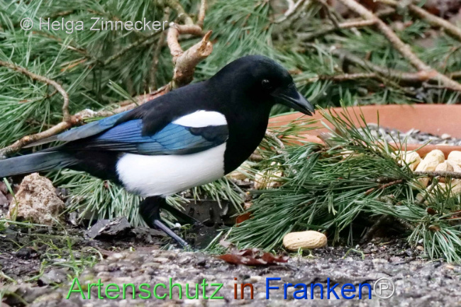 © Artenschutz in Franken® / Helga Zinnecker Bild zum Eintrag (1118863-160)