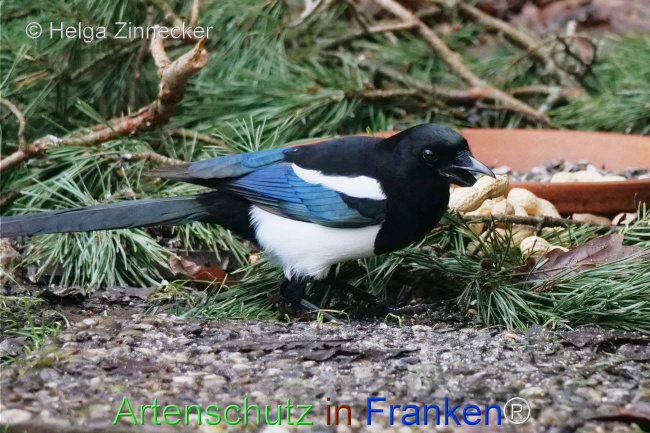 © Artenschutz in Franken® / Helga Zinnecker Bild zum Eintrag (1118864-160)