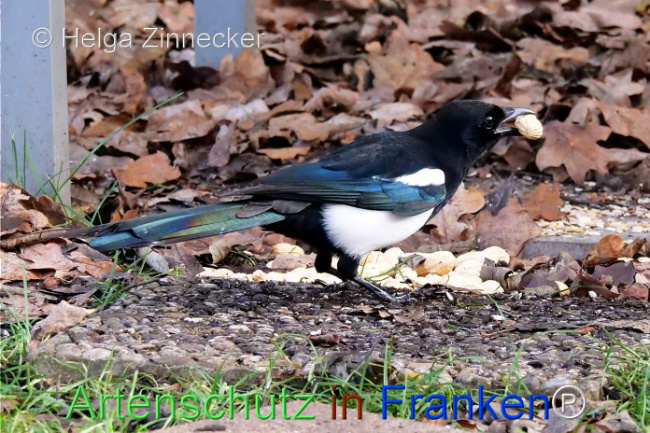 © Artenschutz in Franken® / Helga Zinnecker Bild zum Eintrag (1118865-160)
