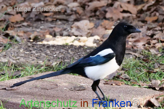 Bild zum Eintrag (1118867-160)