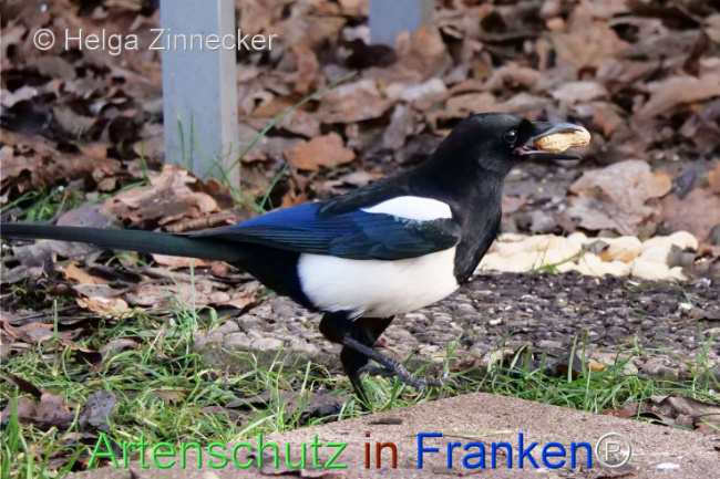 Bild zum Eintrag (1118868-160)
