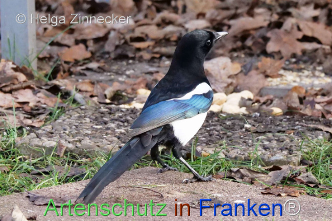 Bild zum Eintrag (1118869-160)