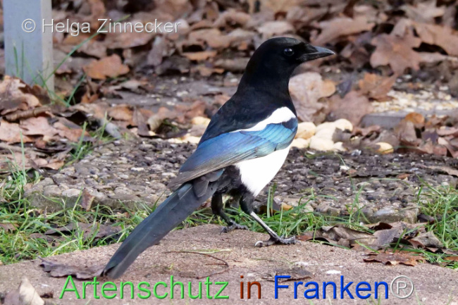 Bild zum Eintrag (1118871-160)