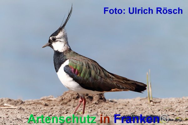 Bild zum Eintrag (1118958-160)