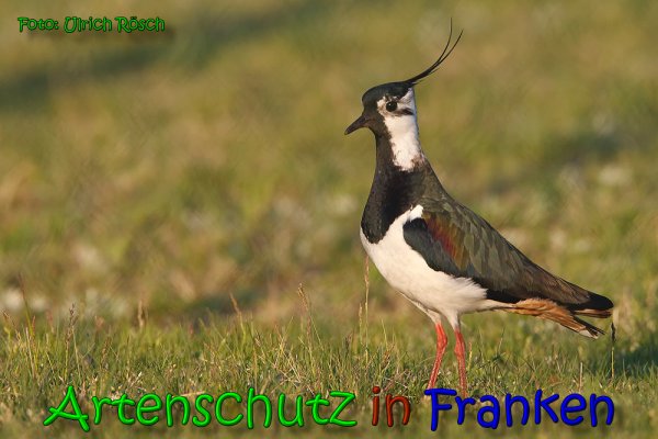 Bild zum Eintrag (1118959-160)