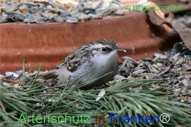 © Artenschutz in Franken® / Helga Zinnecker Bild zum Eintrag (1119034-160)