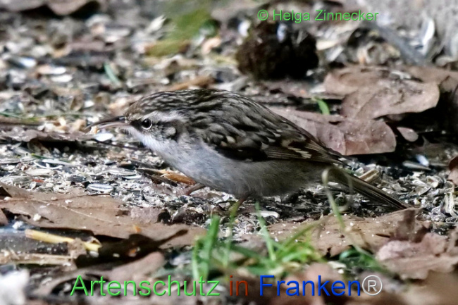 © Artenschutz in Franken® / Helga Zinnecker Bild zum Eintrag (1119035-160)