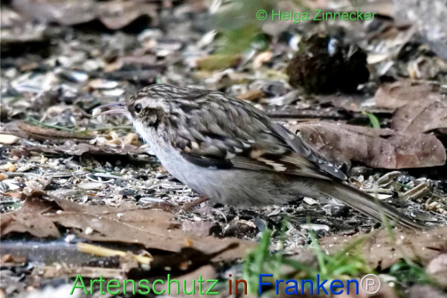 © Artenschutz in Franken® / Helga Zinnecker Bild zum Eintrag (1119038-160)