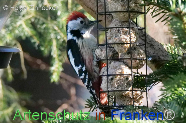 Bild zum Eintrag (1119329-160)