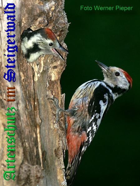 Copyright AiS-Werner Pieper Bild zum Eintrag (1119334-160)