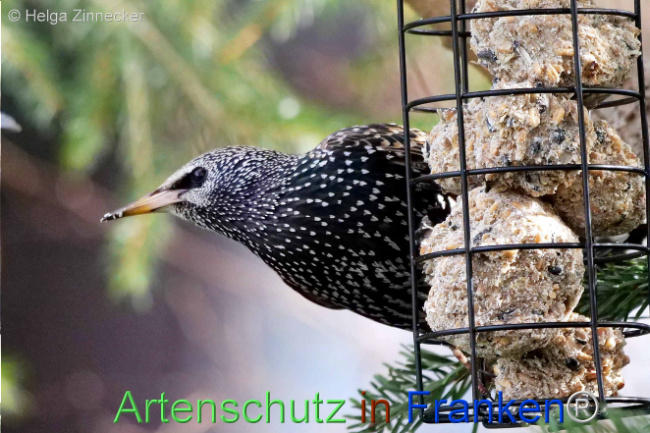 © Artenschutz in Franken® / Helga Zinnecker Bild zum Eintrag (1119341-160)