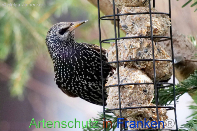 © Artenschutz in Franken® / Helga Zinnecker Bild zum Eintrag (1119342-160)