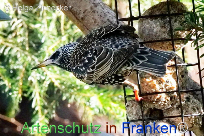 © Artenschutz in Franken® / Helga Zinnecker Bild zum Eintrag (1119343-160)