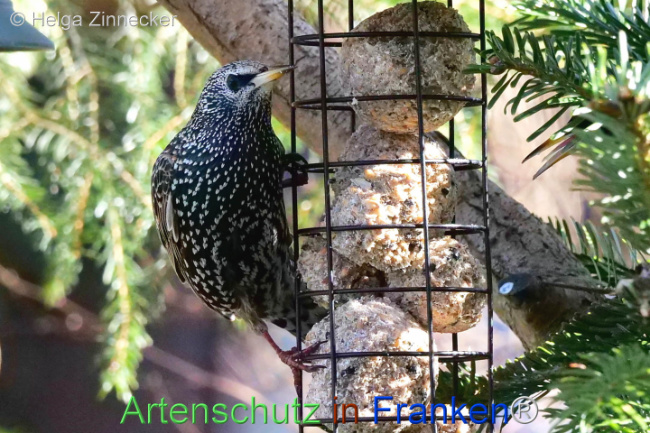 © Artenschutz in Franken® / Helga Zinnecker Bild zum Eintrag (1119349-160)