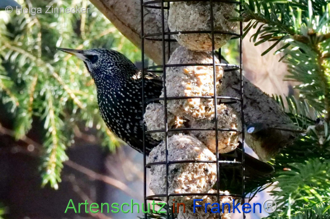© Artenschutz in Franken® / Helga Zinnecker Bild zum Eintrag (1119350-160)