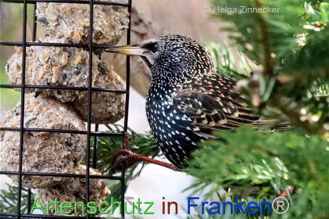 © Artenschutz in Franken® / Helga Zinnecker Bild zum Eintrag (1119358-160)