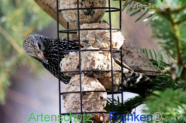© Artenschutz in Franken® / Helga Zinnecker Bild zum Eintrag (1119359-160)