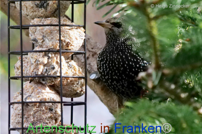 © Artenschutz in Franken® / Helga Zinnecker Bild zum Eintrag (1119361-160)