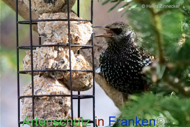 © Artenschutz in Franken® / Helga Zinnecker Bild zum Eintrag (1119363-160)