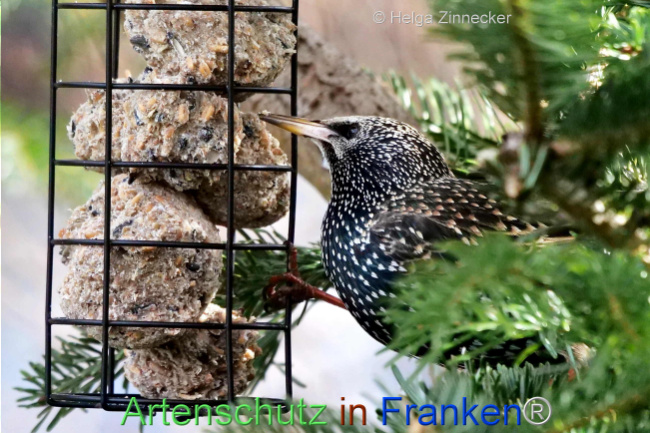© Artenschutz in Franken® / Helga Zinnecker Bild zum Eintrag (1119364-160)