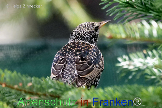 © Artenschutz in Franken® / Helga Zinnecker Bild zum Eintrag (1119367-160)