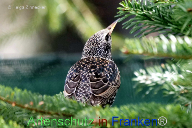 © Artenschutz in Franken® / Helga Zinnecker Bild zum Eintrag (1119368-160)